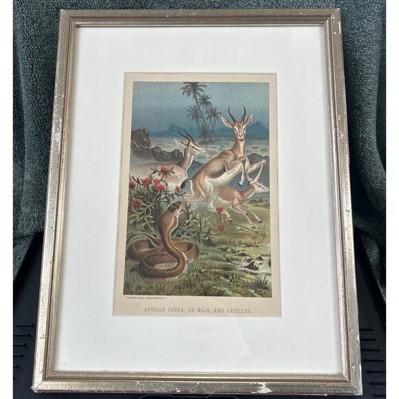 c1886 Original Cobra Antelope Chromolithograph Print - Picture 1 of 6